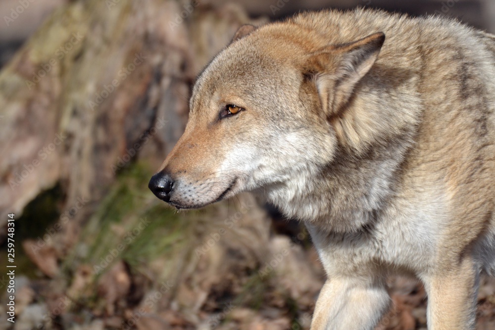 portrait of a wolf in the spring