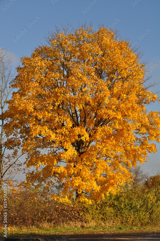 Fototapeta premium Baum