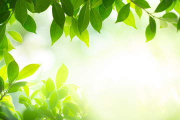 Green nature background. Closeup nature view of green leaf on beauty bokeh background