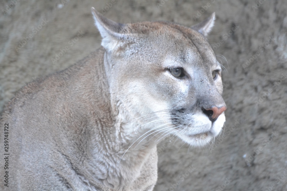 Fototapeta premium Big,fluffy puma