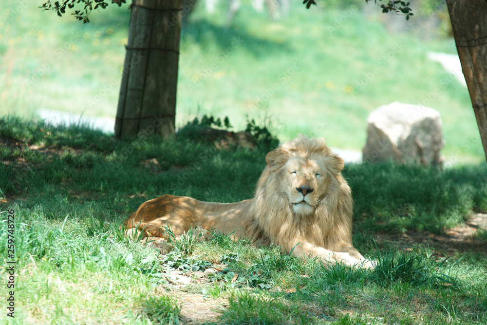 Naklejka premium ライオン