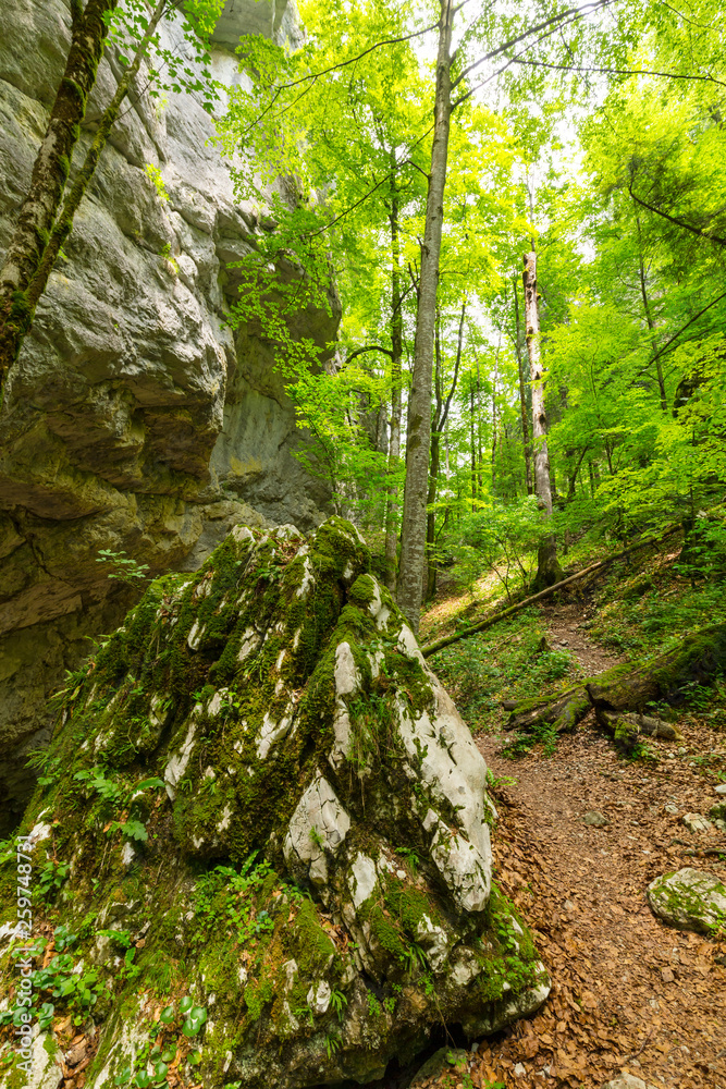 Mountain scenery in the Alps in summer, with green forests, on a rainy day