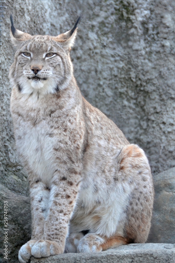 Obraz premium Nice sitting trot