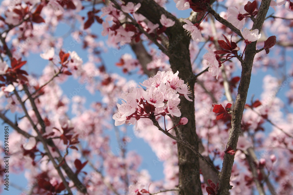 Pink Cherry flowers on branch against blue sky . Springtime Easter background Pink Cherry flowers on branch against blue sky . Springtime Easter background