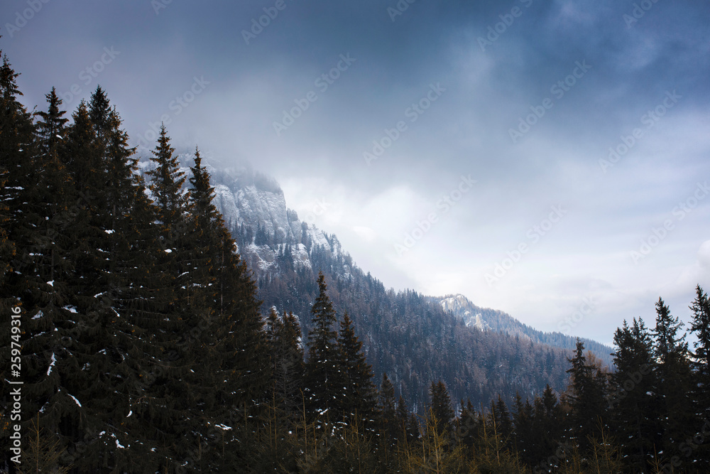 Carpathian Forest