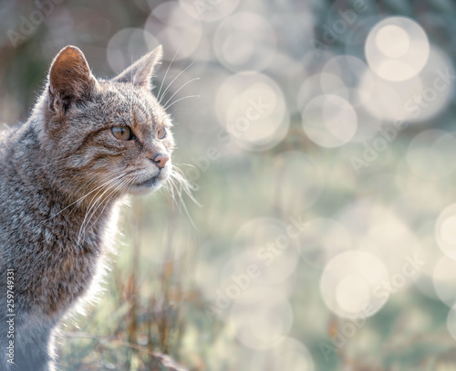 Scottish wildcat with bokeh and space to the side 