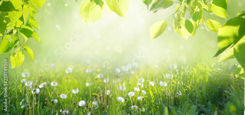 Scenic background Spring summer with a frame of grass on dandelion field and leaves in nature. Juicy green grass on meadow in morning light outdoors, copy space, panorama landscape.