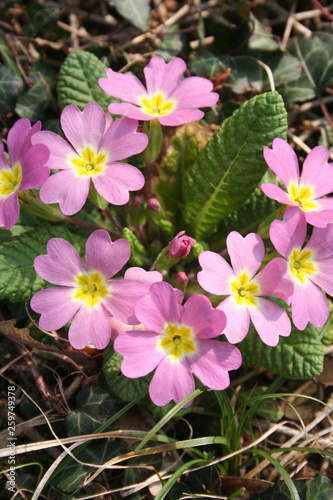 Pink primrose plant in bloom in the garden. Primula vulgaris in springtime