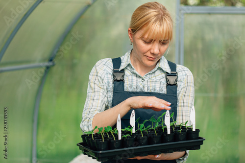 Young pretty blonde woman in blue overall working with seedlings inside greenhouse. Female farmer