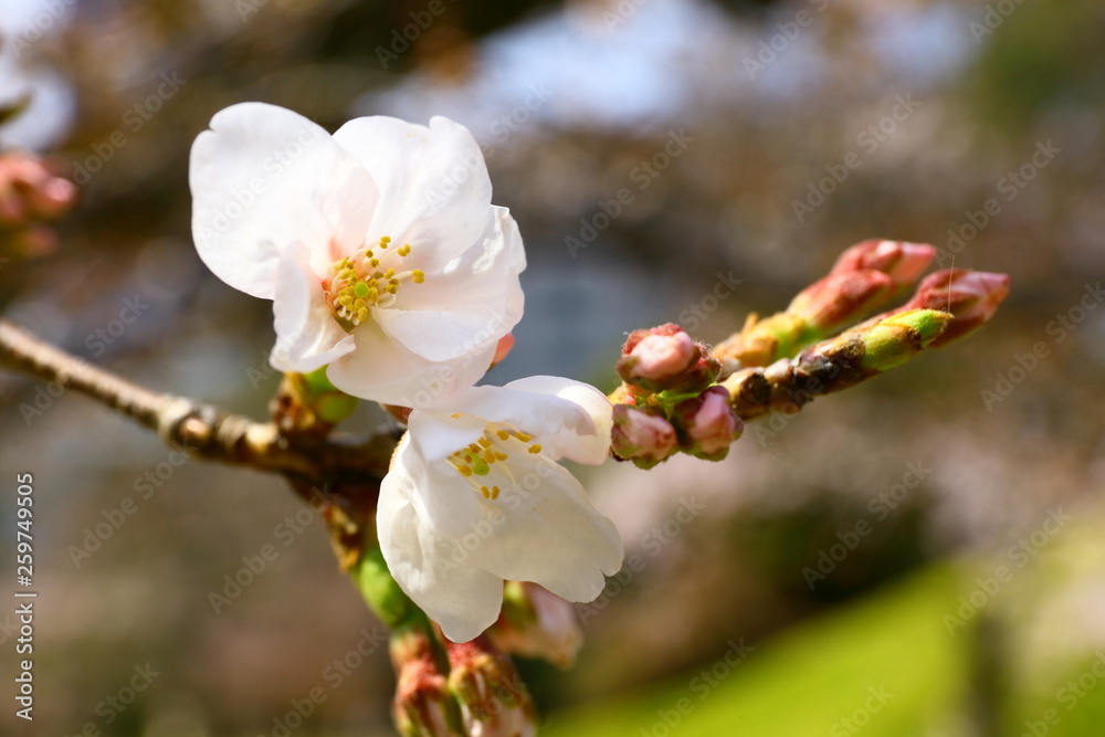 桜の花とつぼみ 桜の花とつぼみ