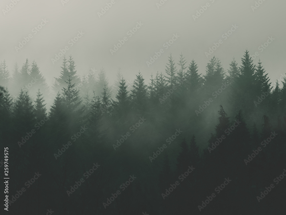 nature background with moody vintage forest - obrazy, fototapety, plakaty 