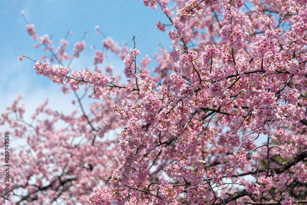 Sakura (Cherry Blossom) blooming in spring around Ueno Park in Tokyo , Japan. Sakura (Cherry Blossom) blooming in spring around Ueno Park in Tokyo , Japan.