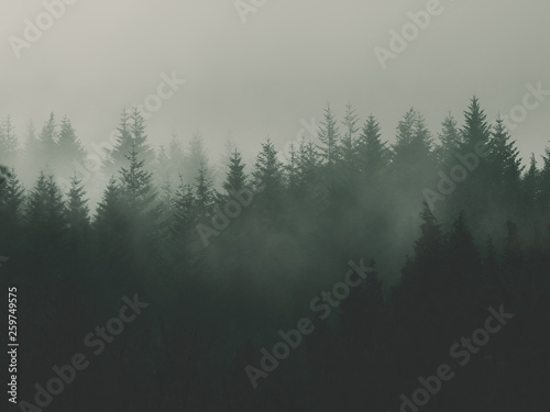nature background with moody vintage forest photo