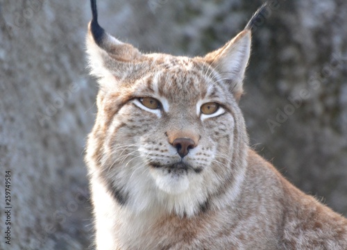 Beautiful  lynx eye  © Дина Попова