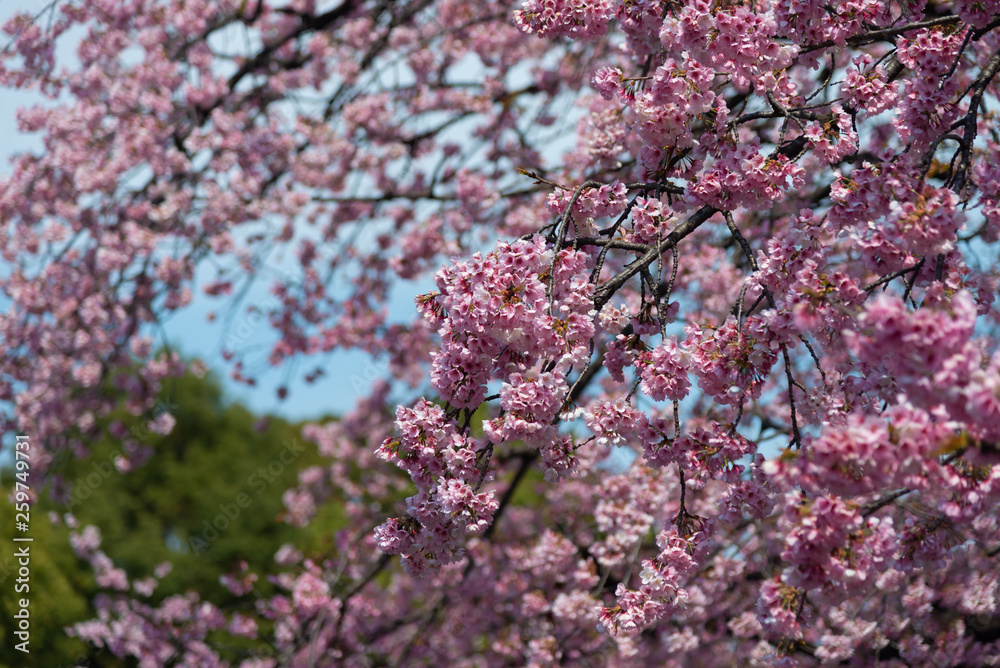Sakura (Cherry Blossom)  blooming in spring around Ueno Park in Tokyo , Japan.
