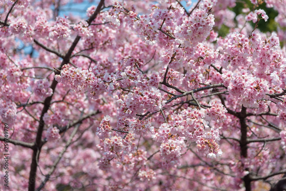 Sakura (Cherry Blossom) blooming in spring around Ueno Park in Tokyo , Japan. Sakura (Cherry Blossom) blooming in spring around Ueno Park in Tokyo , Japan.