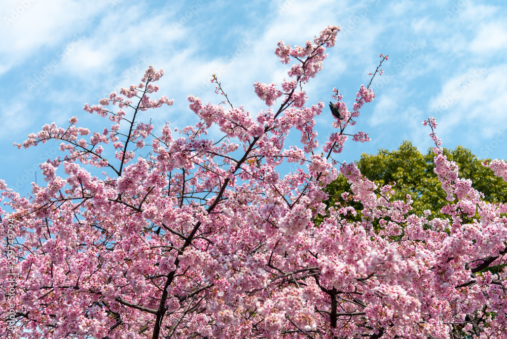 Sakura (Cherry Blossom) blooming with bird in spring around Ueno Park in Tokyo , Japan Sakura (Cherry Blossom) blooming with bird in spring around Ueno Park in Tokyo , Japan