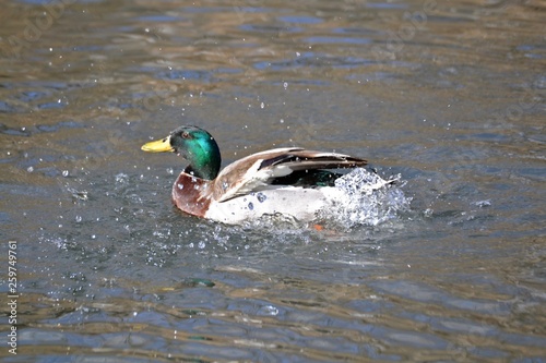 Duck in water spray