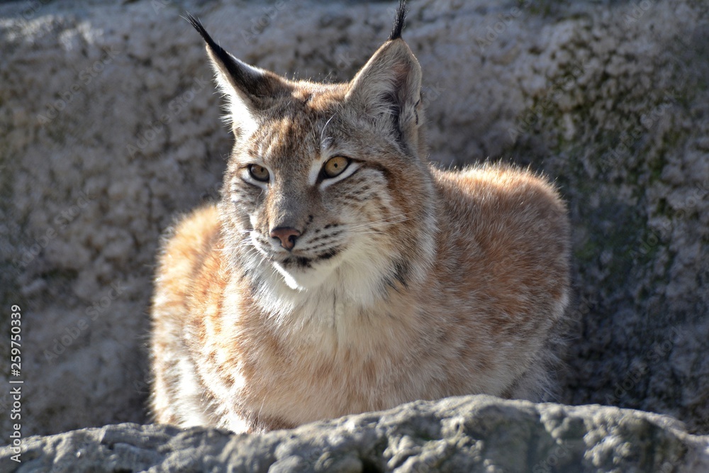 Fototapeta premium Lynx lies on the sun