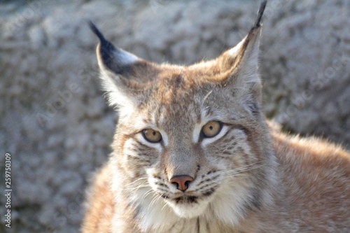 Fluffy lynx