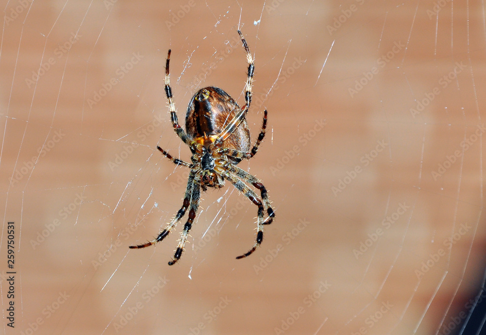 Spinne Spinne