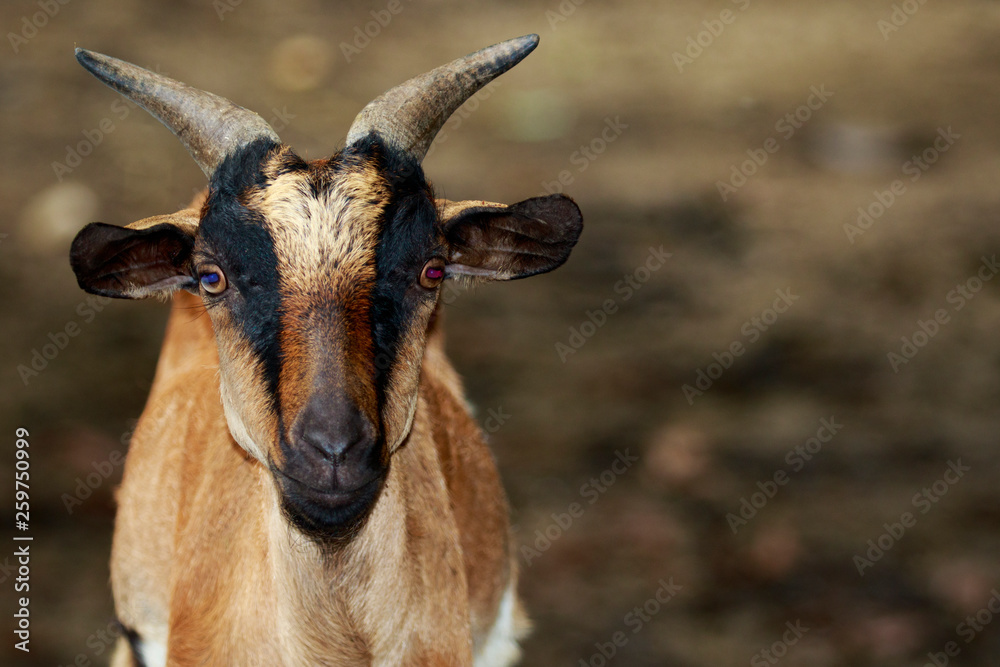 Image of a brown goat on nature background. Farm Animals. Image of a brown goat on nature background. Farm Animals.