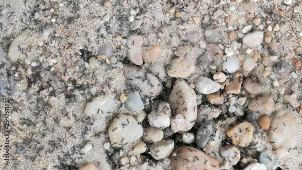 close-up of an ant hill close-up of an ant hill