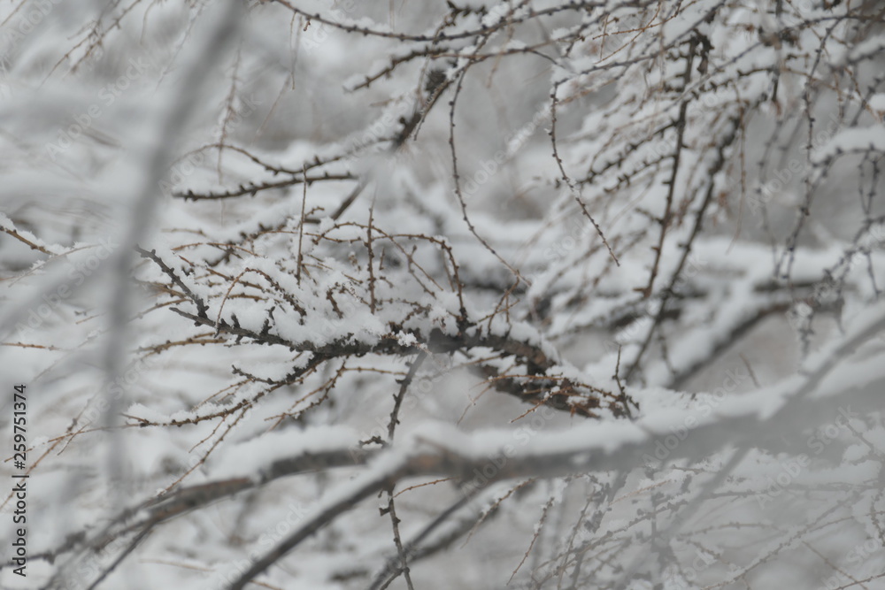 tree branches under the snow. tree branches under the snow.