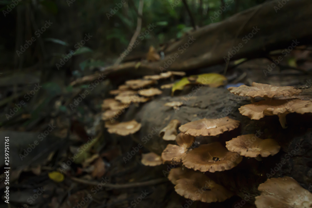 Mushrooms in tropical forest near waterfall in Phuket Thailand Mushrooms in tropical forest near waterfall in Phuket Thailand