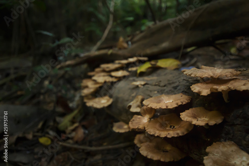 Mushrooms in tropical forest near waterfall in Phuket Thailand