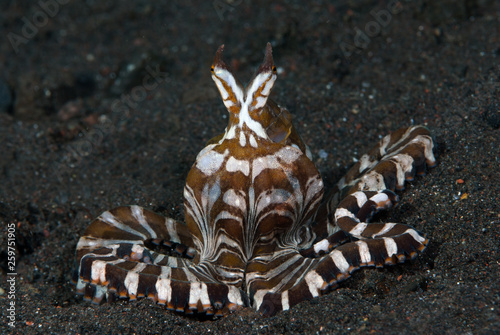 Amazing underwater world - Wunderpus octopus - Wunderpus photogenicus. Diving and underwater photography. Tulamben, Bali, Indonesai. photo