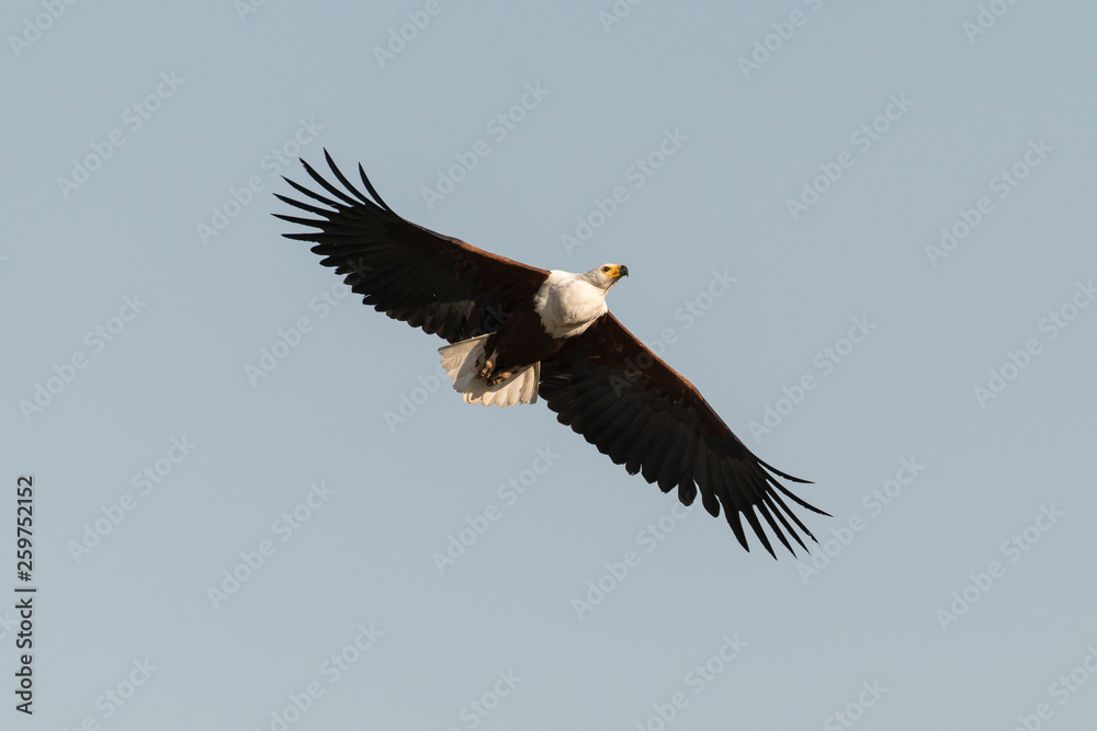 Naklejka premium Pygargue vocifère,.Haliaeetus vocifer, African Fish Eagle
