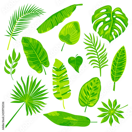 Tropical leaves vector illustration set. Drsign elements isolated on white background. Flat style jungle plants.