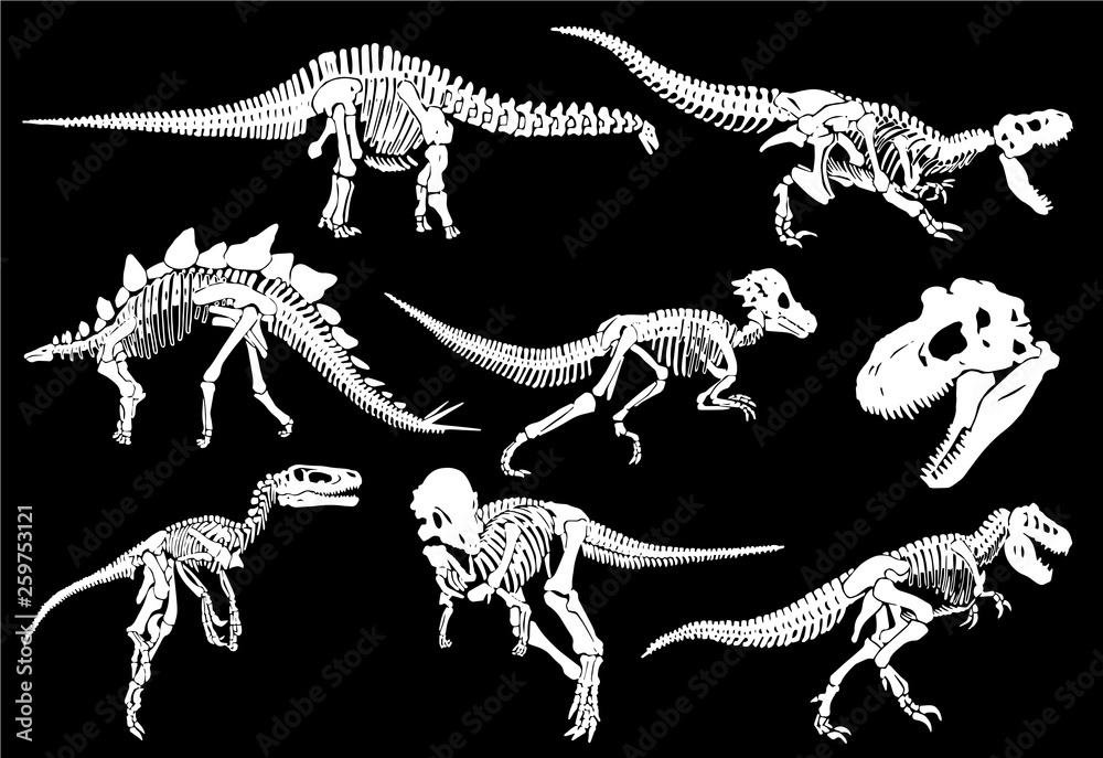 Fototapeta Graphical set of dinosaur skeletons isolated on black background,vector sketch