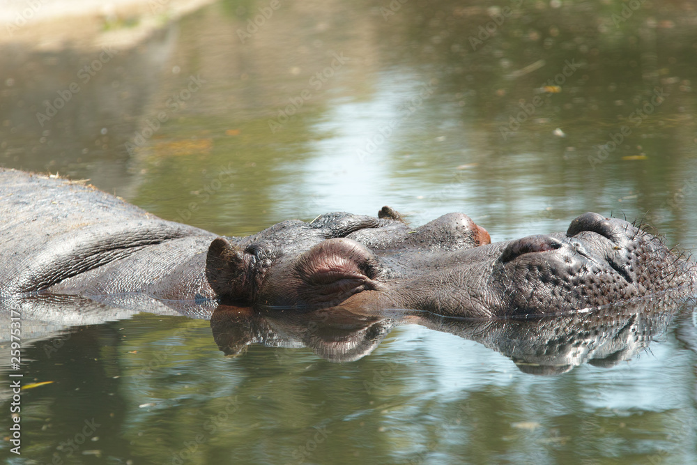 Fototapeta premium カバ