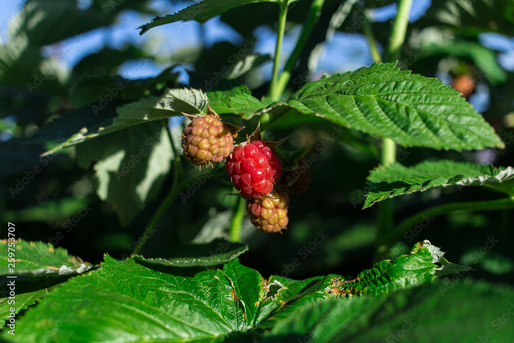 Raspberry in the garden Raspberry in the garden