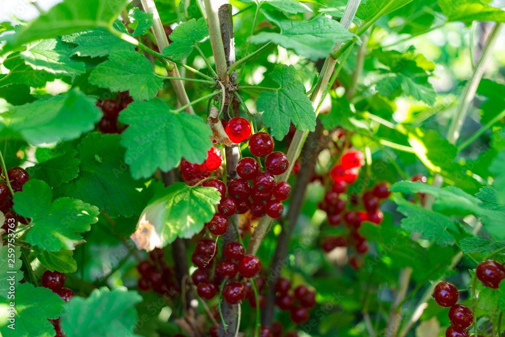 Red currant in the garden Red currant in the garden