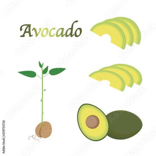 アボカドの果実と若木のイラストセット