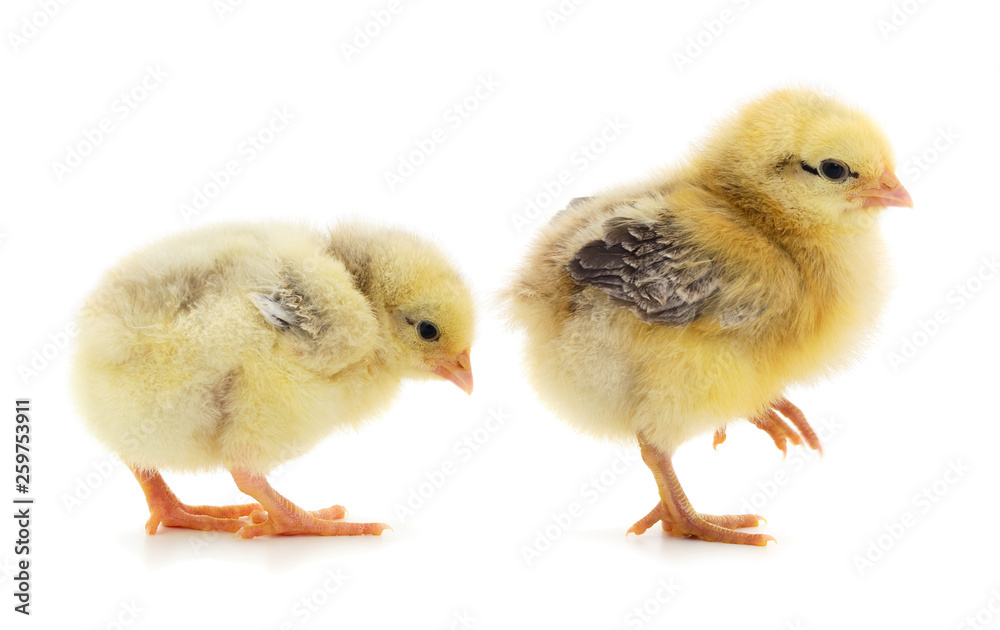 Fototapeta premium Two yellow chicken.