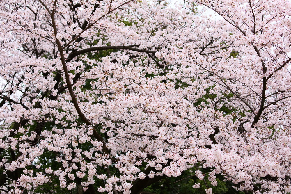 満開の桜 満開の桜