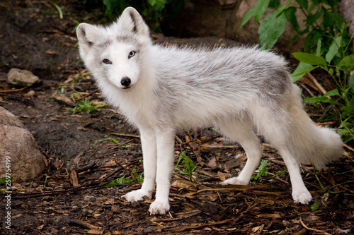 Arctic fox pup with fur beginning to transition for summer