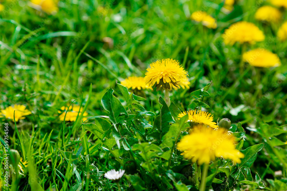 Yellow bright grass plant flower dandelion growing on ground Yellow bright grass plant flower dandelion growing on ground