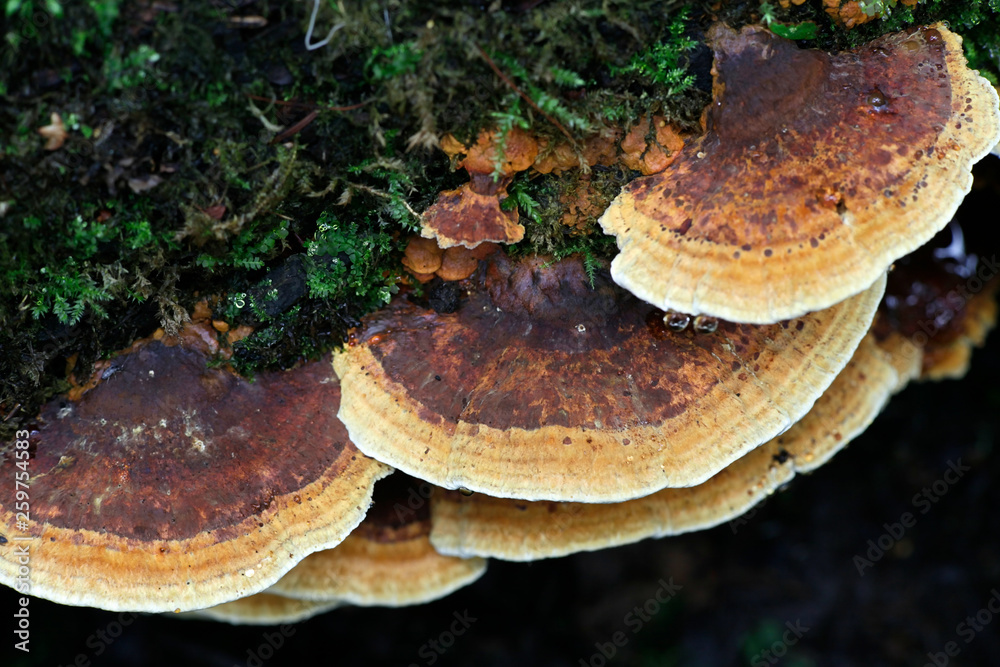 Alder Bracket fungus, Inonotus radiatus Alder Bracket fungus, Inonotus radiatus