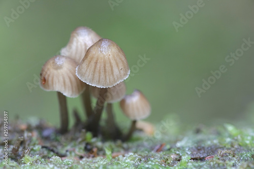 Mycena alcalina, known as the stump fairy helmet mushroom