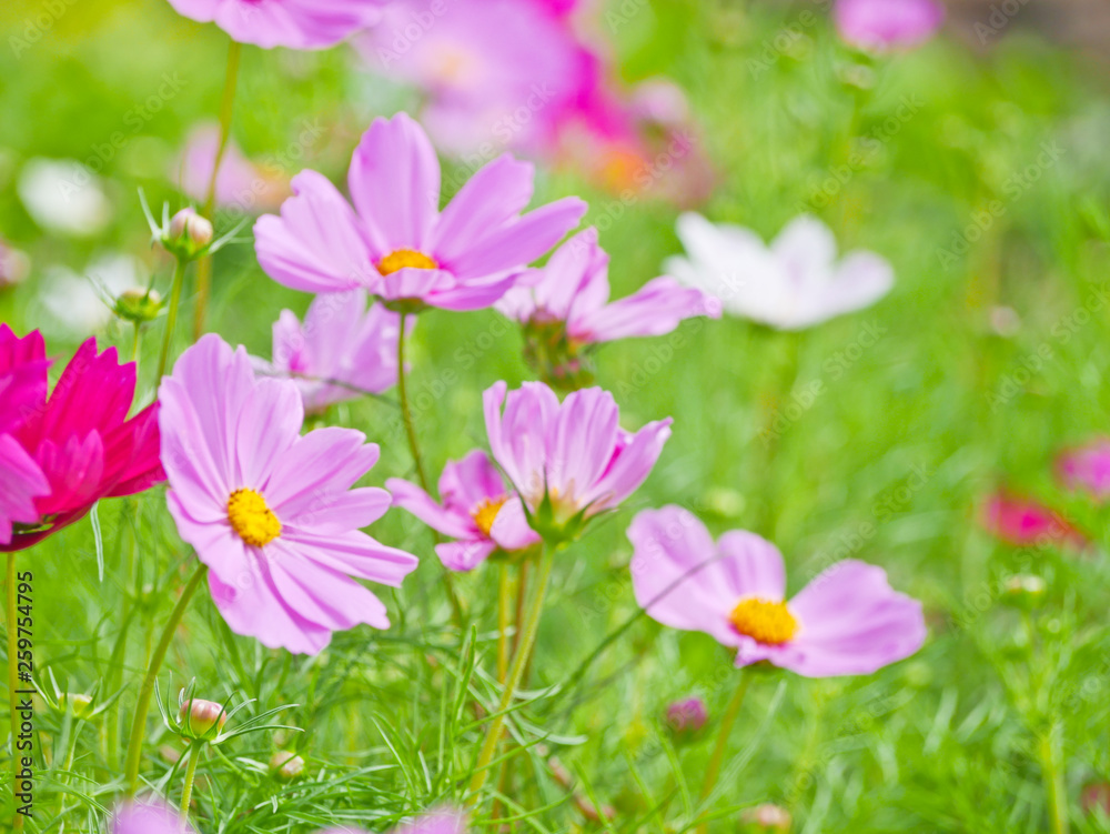 Cosmos flower at flora park the favorite flower tourist must go to visit and take photos for keeping in memories. Cosmos flower at flora park the favorite flower tourist must go to visit and take photos for keeping in memories.