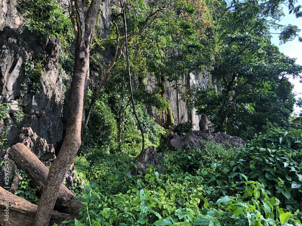 Naklejka premium macaque sits on a branch in the jungle against a unique vertical rock on a Sunny day