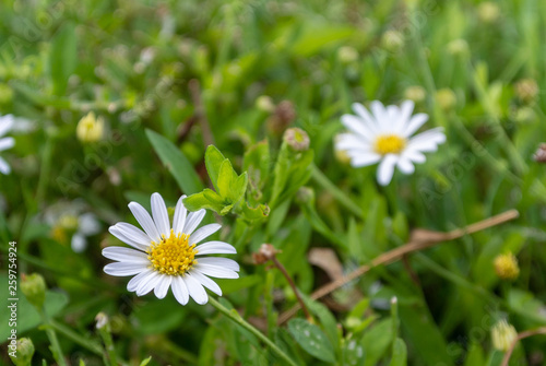 Fototapeta Naklejka Na Ścianę i Meble -  daisies in green grass