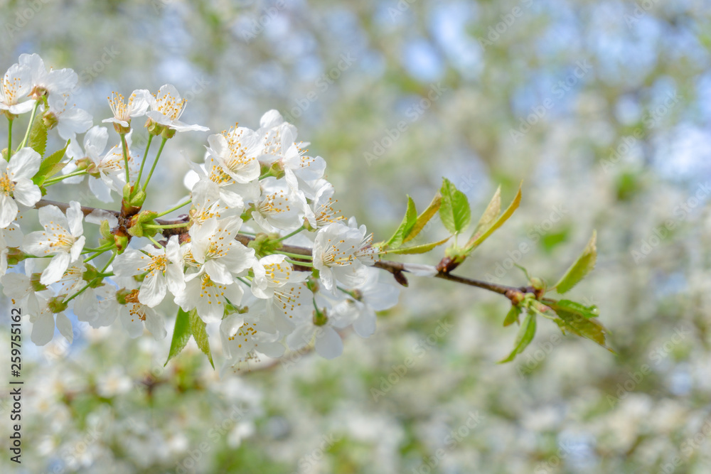 Vogel-Kirsche (Prunus avium) blüht im April. Blühender Prunus avium Baum im Frühling. Weiße Blüten einer Vogel-Kirsche. Vogel-Kirsche (Prunus avium) blüht im April. Blühender Prunus avium Baum im Frühling. Weiße Blüten einer Vogel-Kirsche.