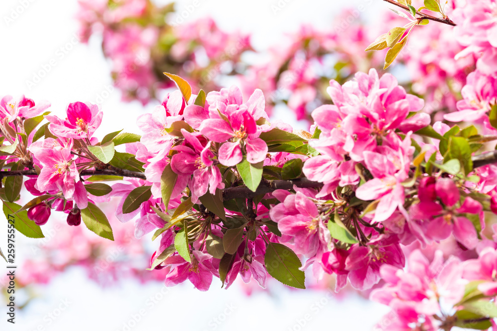Obraz premium Blooming pink Japanese cherry or sakura flowers in Europe