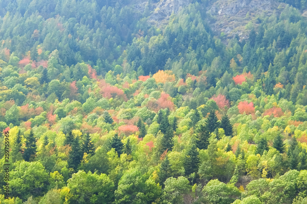 Beautiful mountain forest in Province of Cuneo, Italy Beautiful mountain forest in Province of Cuneo, Italy